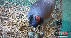 从秦岭腹地到塞上江南 “